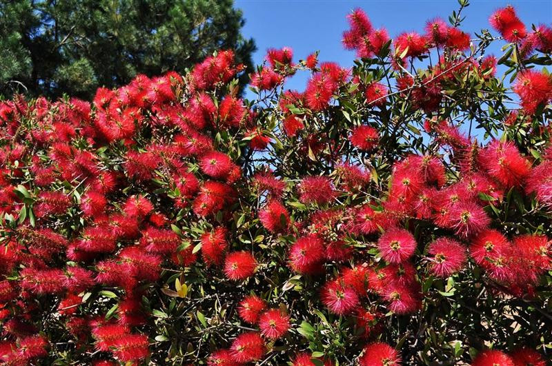 lemon bottlebrush (Medium)