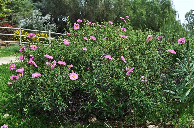 rockrose (Medium)