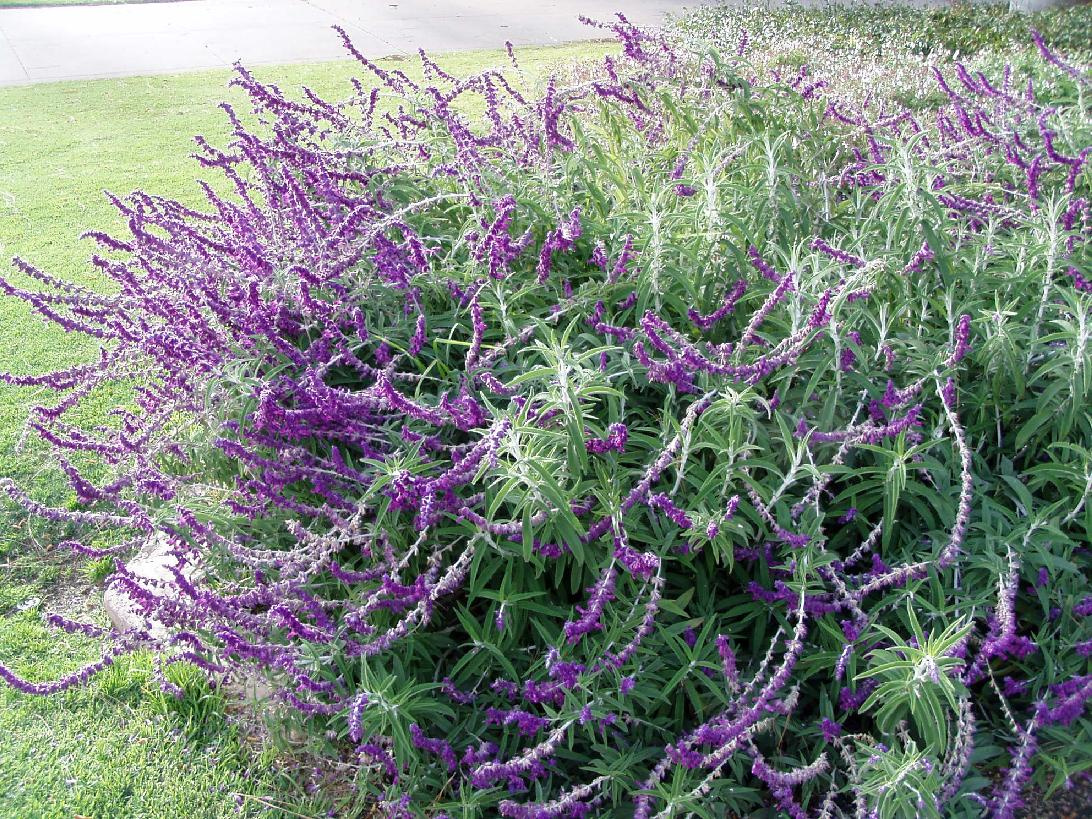 mexican bush sage