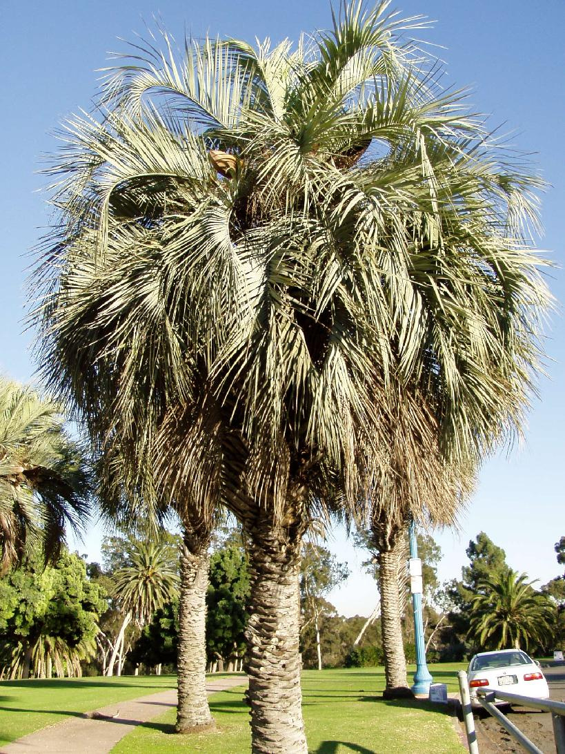 butia capitata