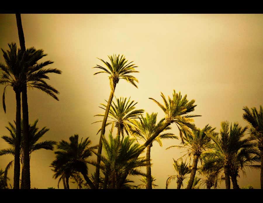 storm-and-palms1