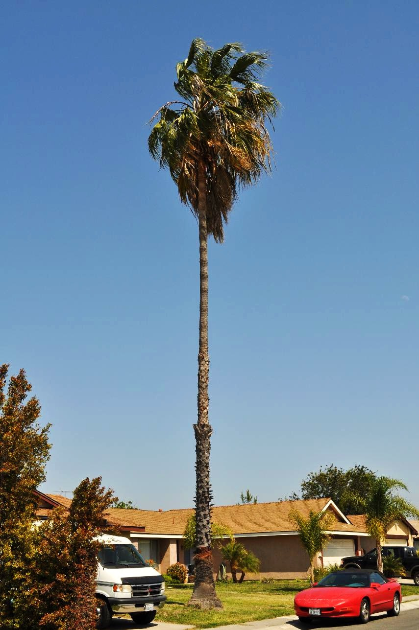 washingtonia robusta