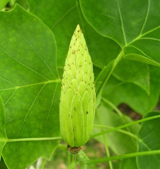 june1809tuliptree01 (Medium)