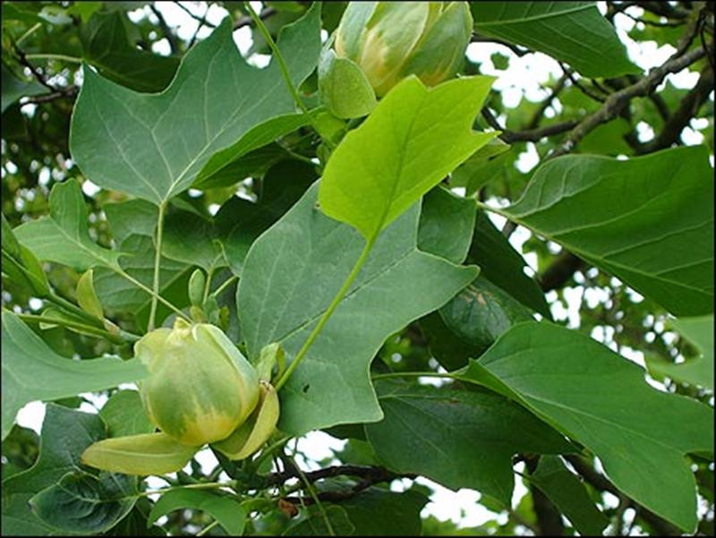 tulip tree june gallery 470x353 (Medium)