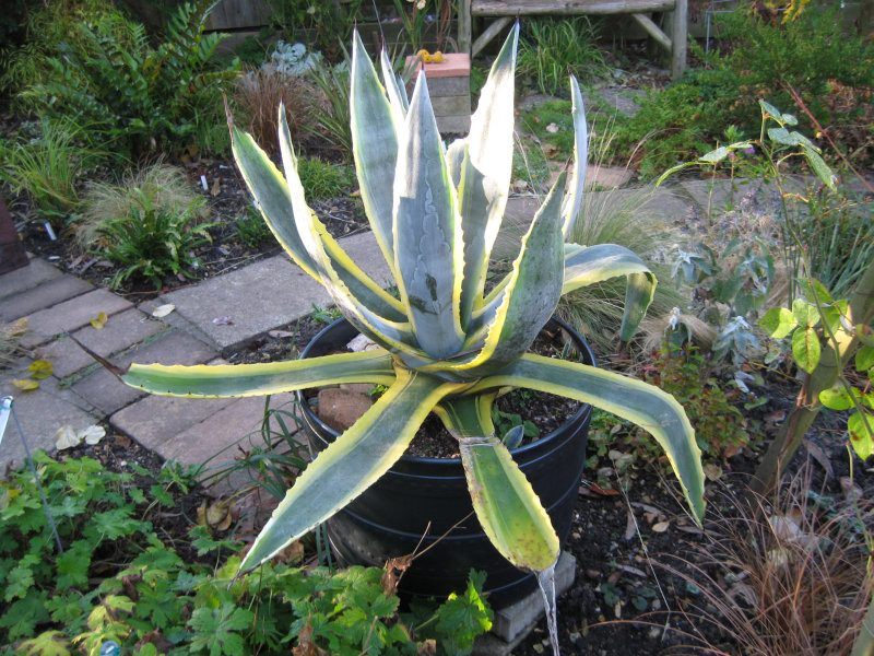 agave-americana-variegata-01