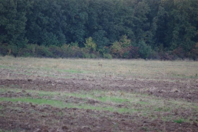 saját fényképezésBakonynána, Gaja-patak, Római fürdõ 004