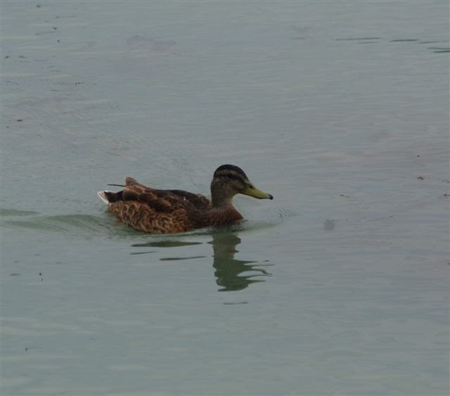 Balatonalmádi 021