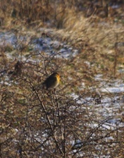 2010.12.27 Téli tájak 004