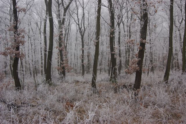 2010.12.27 Téli tájak 007