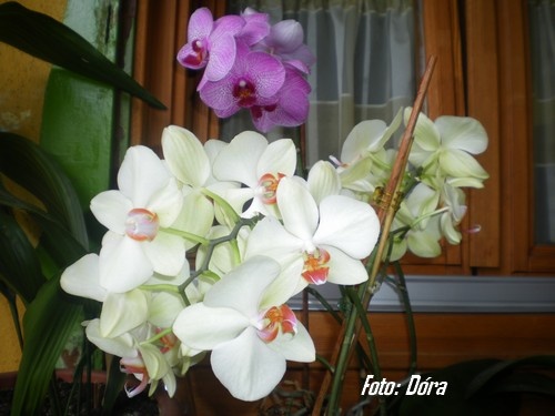 orchidea