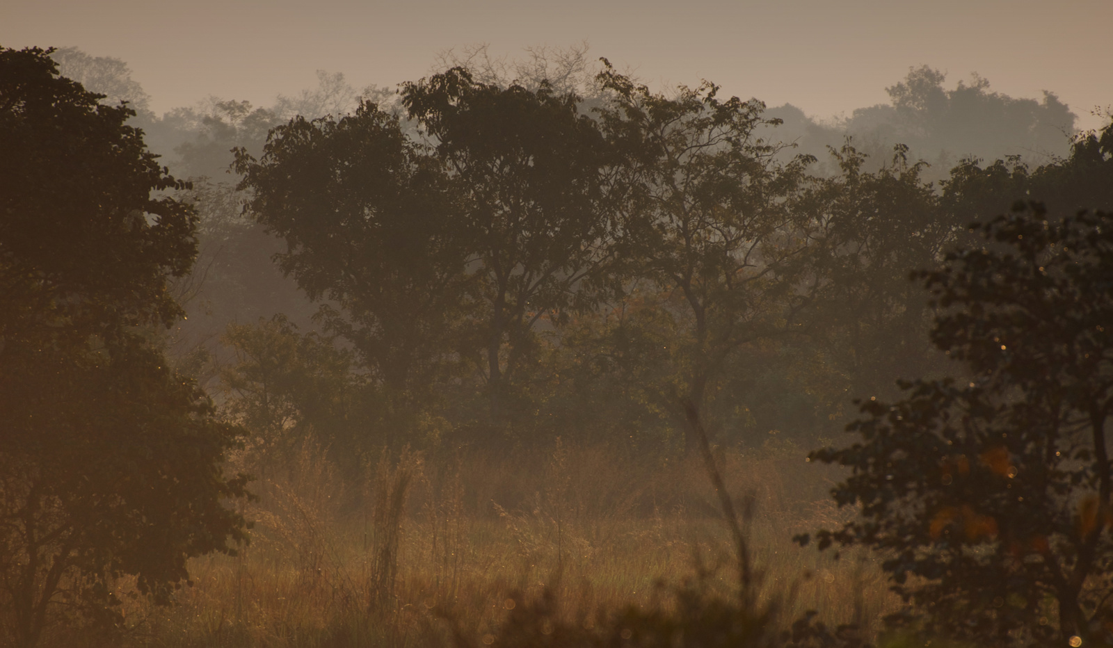 Hajnal a bushban