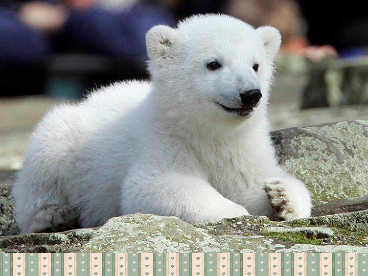 Knut a jegesmaci.005