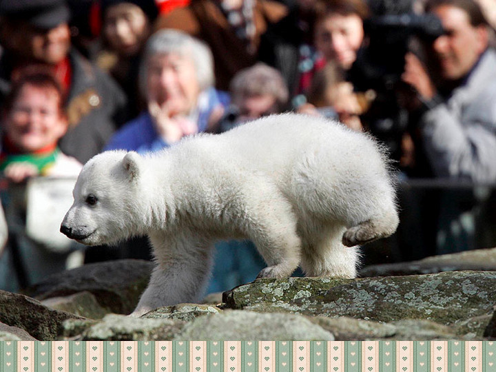 Knut a jegesmaci.007