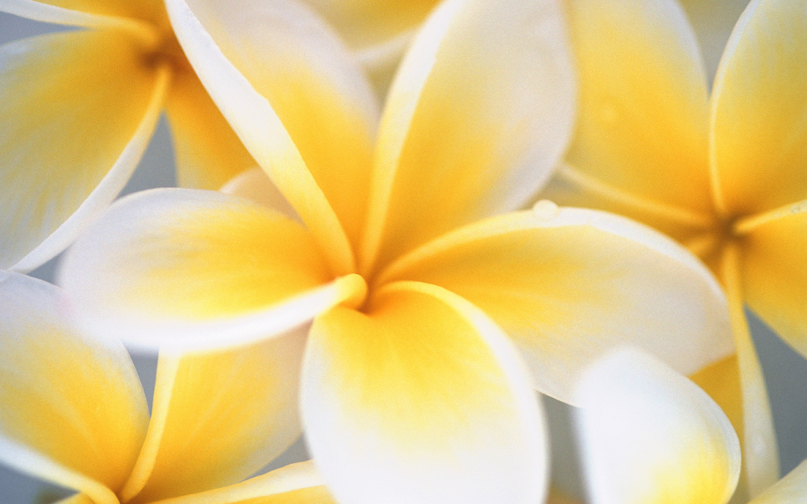 Yellow Flowers