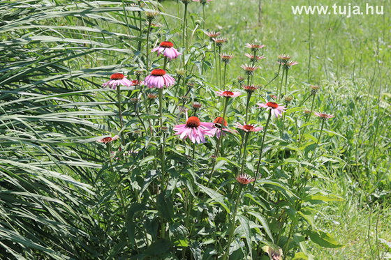 Bíbor kúpvirág - Echinacea purpurea Magnus