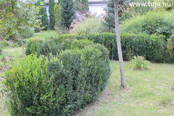 Buxus sövény - Buxus sempervirens