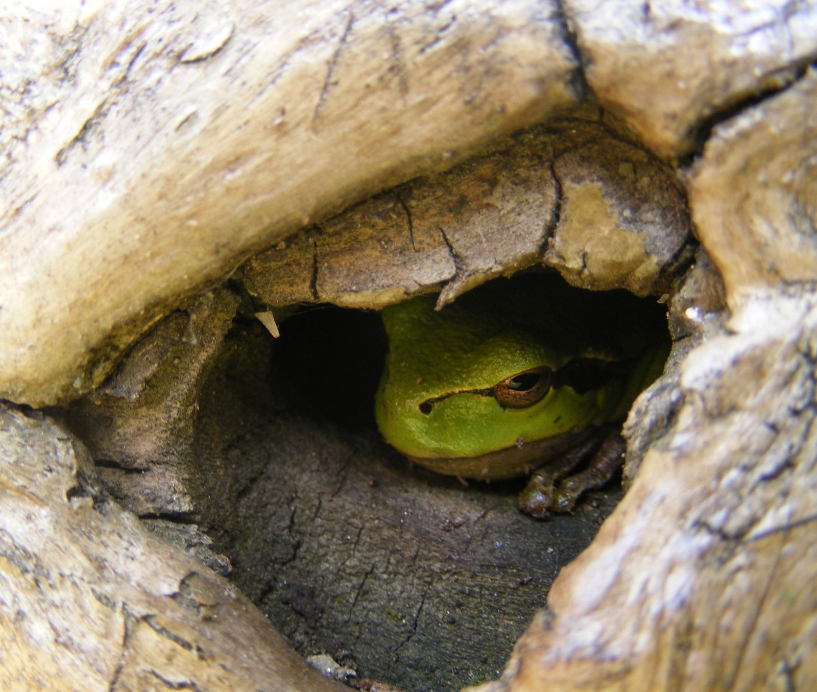 Hyla Arborea