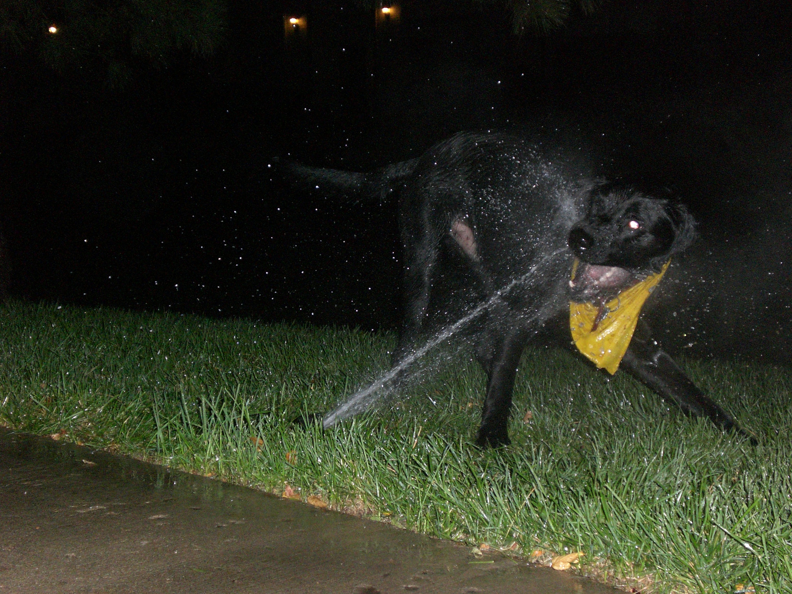 simon&the sprinkler