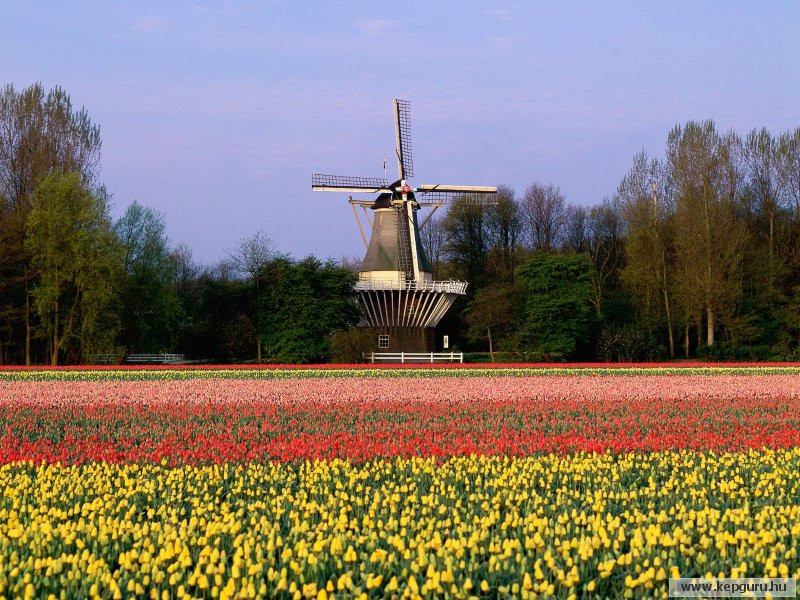 Sz�lmalom �s tulip�nmez�-Keukenhof-Lisse-Hollandia