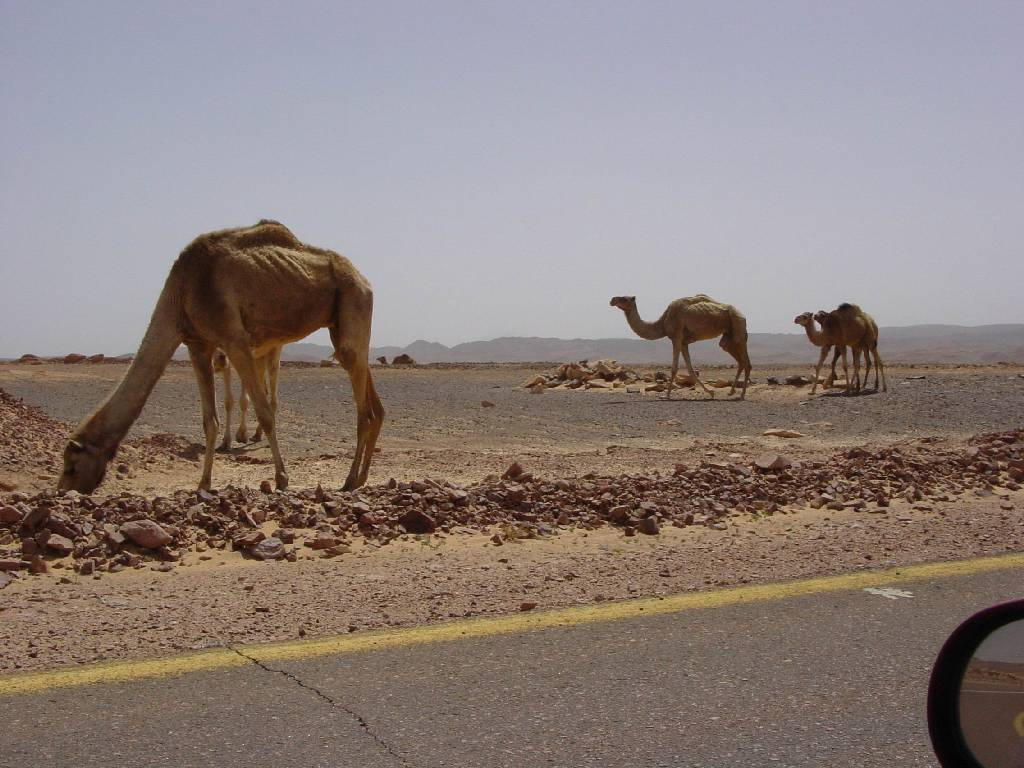 4901M-Camels