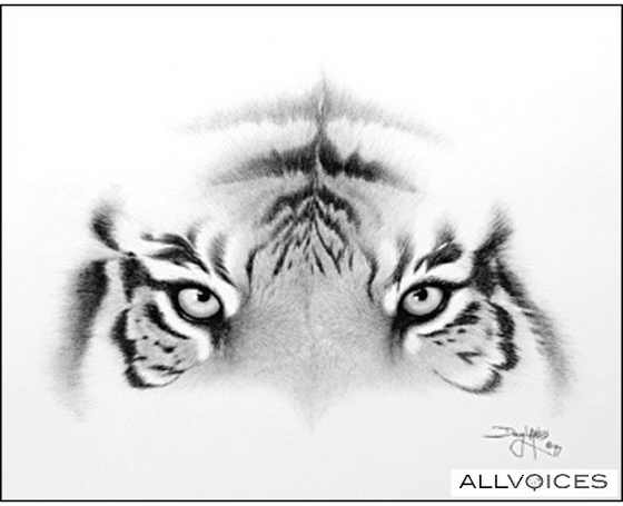 35423083-tiger-eyes