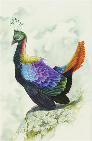 BMImg 26091 26091 Himalayan monal web (Medium)