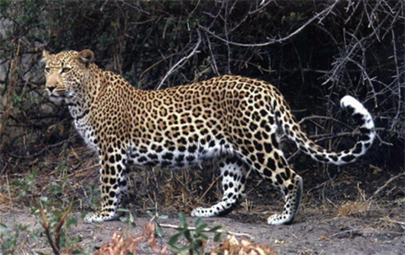 leopard (Medium)