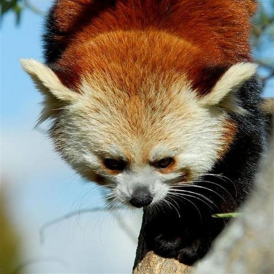 red-panda.1jpg (Medium)