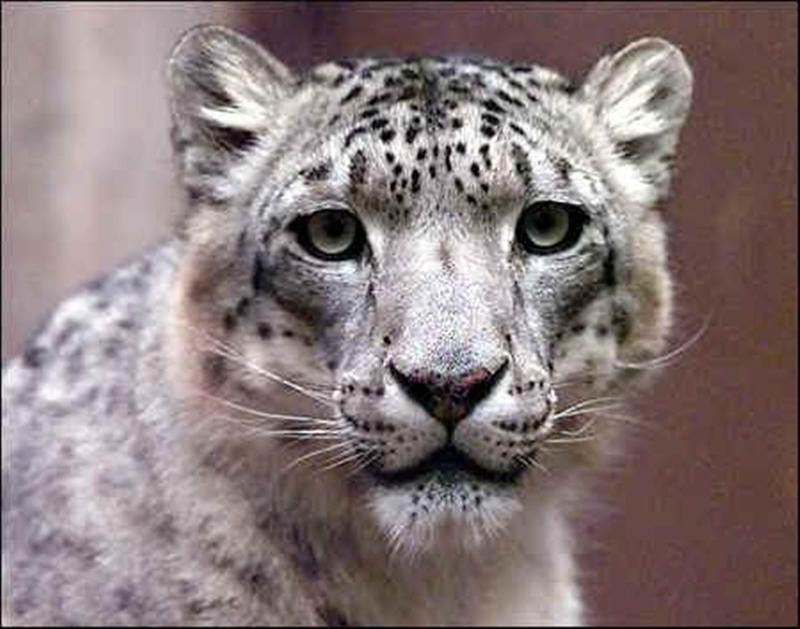 Snow Leopard face shot Photo (Medium)