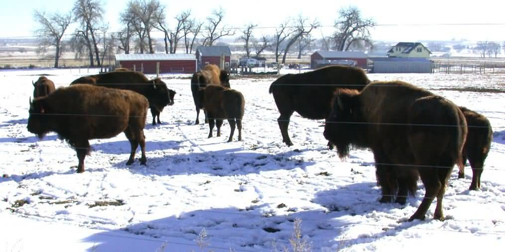 Buffalo-Herd-Penned-In-1015x508