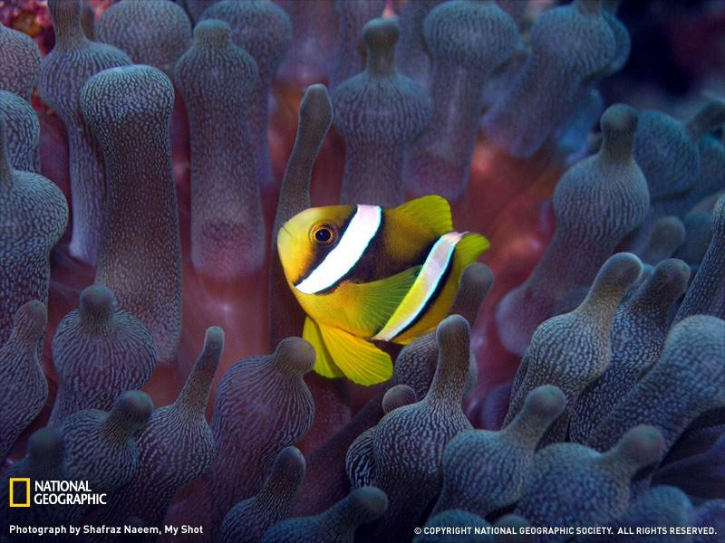 anemonefish-undersea-sw (Medium)