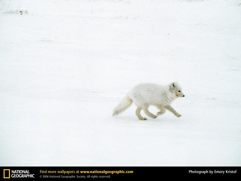 arctic-fox-leap-202265-sw (Medium)