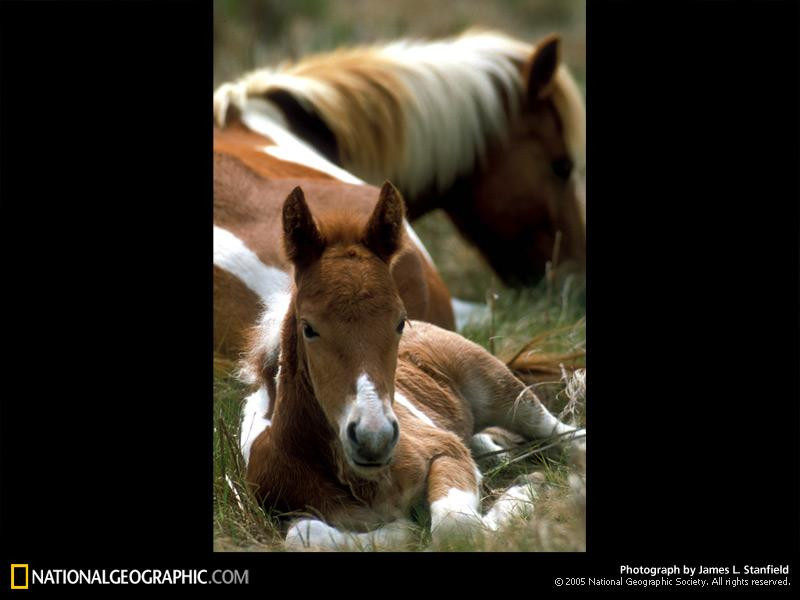 assateague-ponies-760009-sw (Medium)