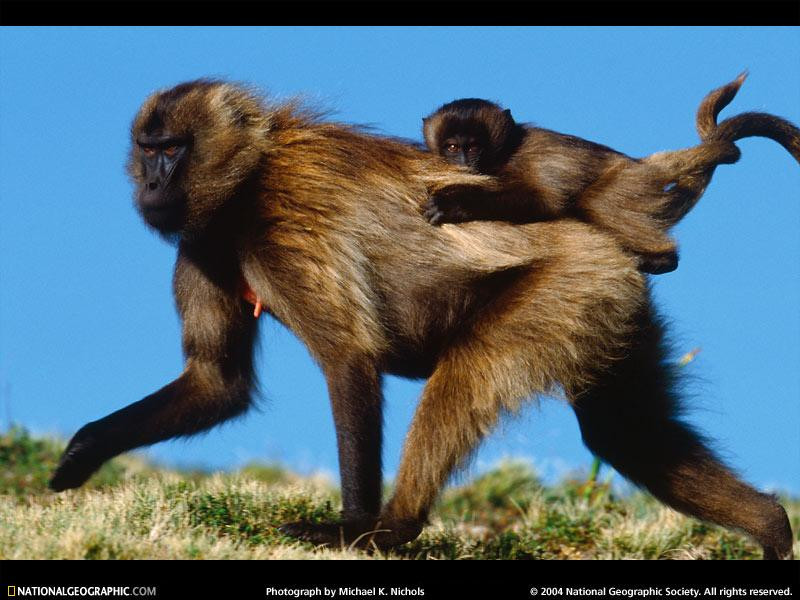 baby-gelada-711880-sw (Medium)