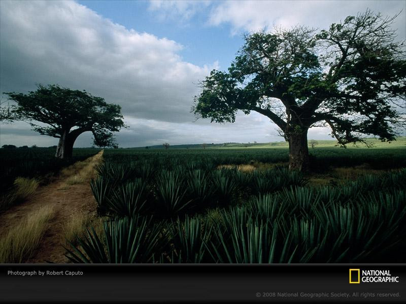 baobab-trees-caputo-690198-sw (Medium)