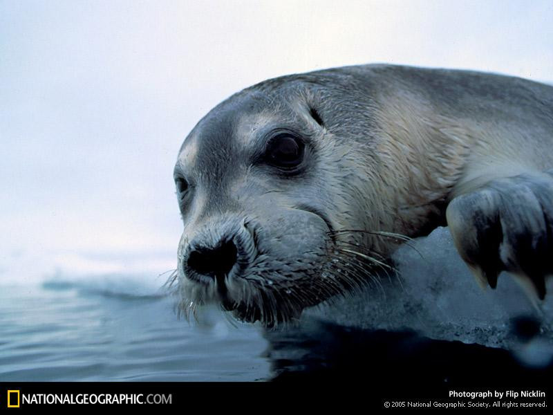 bearded-seal-63249-sw (Medium)