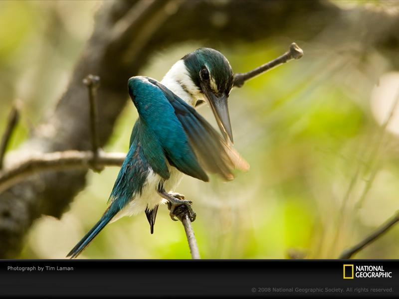 collared-kingfisher-laman-1047788-sw (Medium)