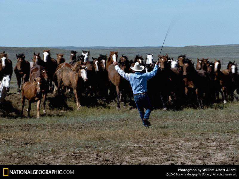 cowboy-roundup-518111-sw (Medium)