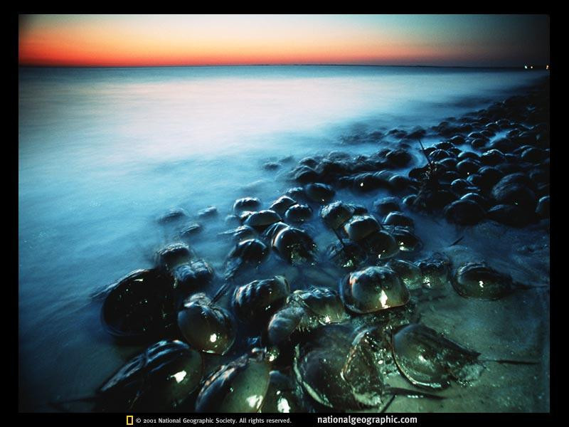 delaware-horseshoe-crabs-52443-sw (Medium)