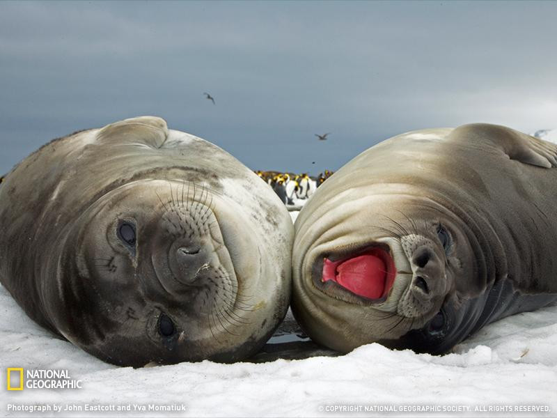 elephant-seal-pups-1192167-sw (Medium)