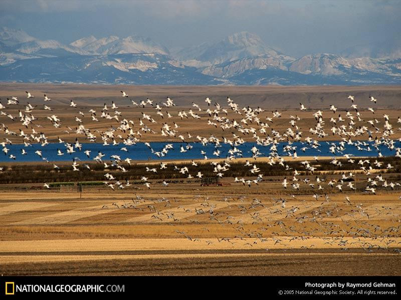 freezeout-lake-snow-geese-670438-sw (Medium)