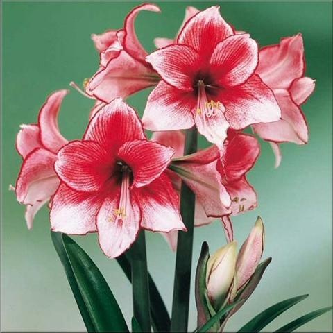 Amaryllis Charisma (Small)