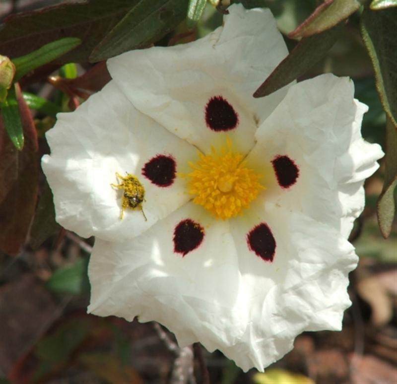 med-flowers-unknown-with-pollinator (Medium)