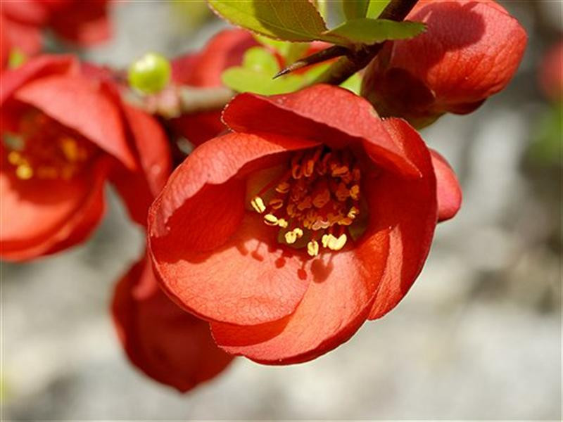 chaenomeles japonica 329 (Medium)