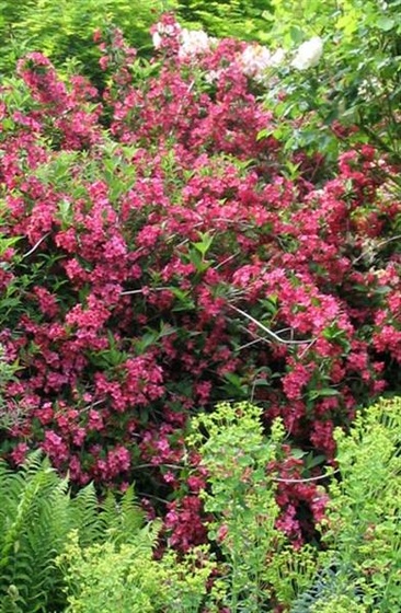 red-shrub-weigela (Medium)