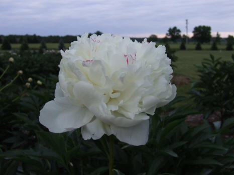 Peony Evening Star at Dusk 2