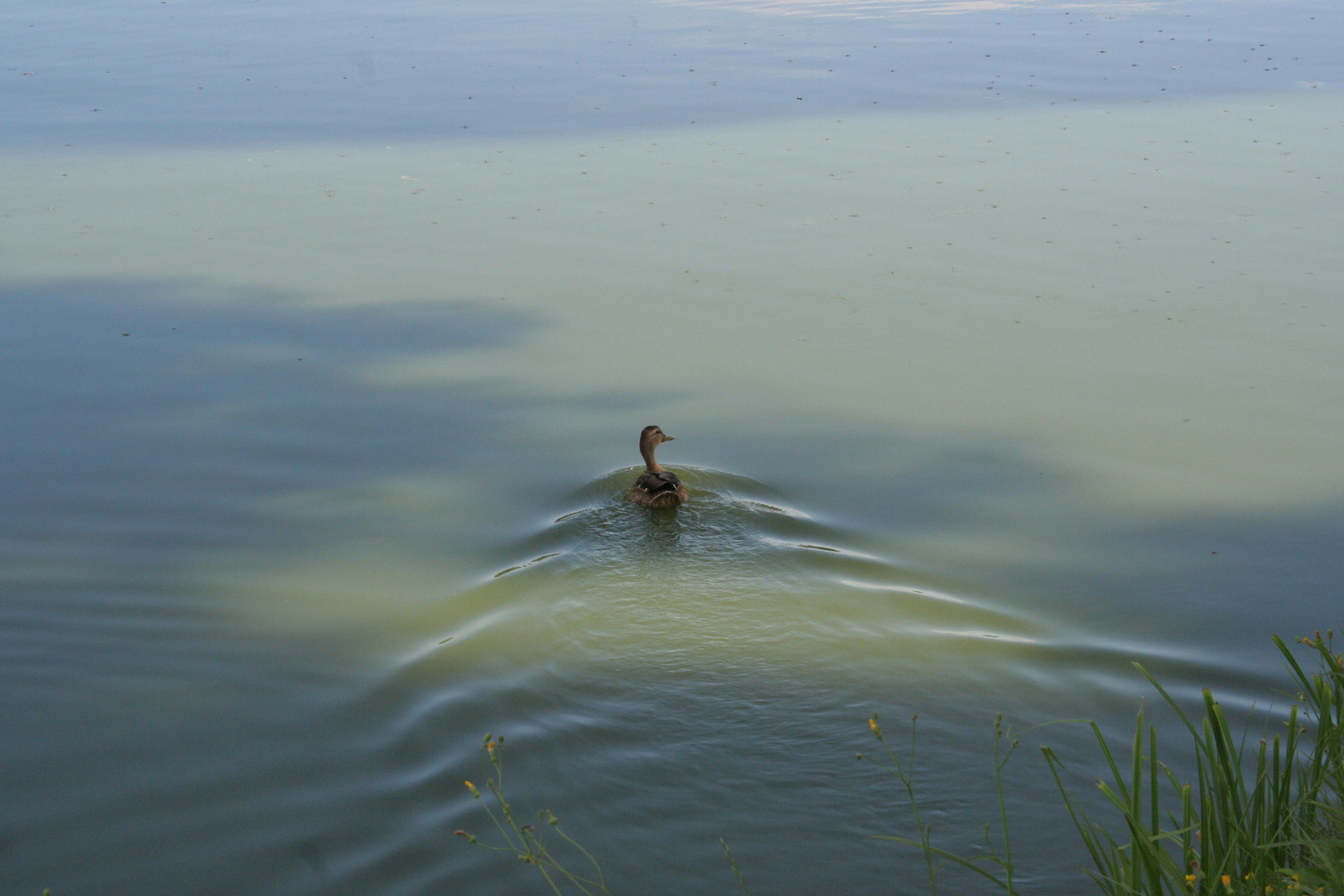 2008.07.05 mezőföldKép 119