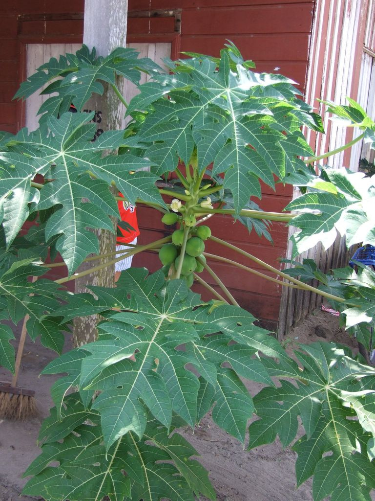 papaya