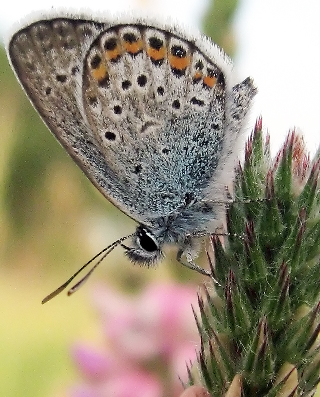 Posing Butterfly / Pózoló pillangó