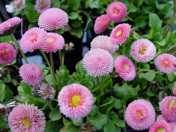 bellis perennis